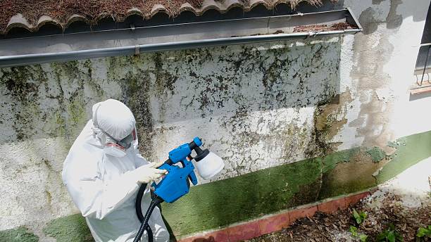 Top rated local Attic Mold Remediation specialists in Coltons Point, MD